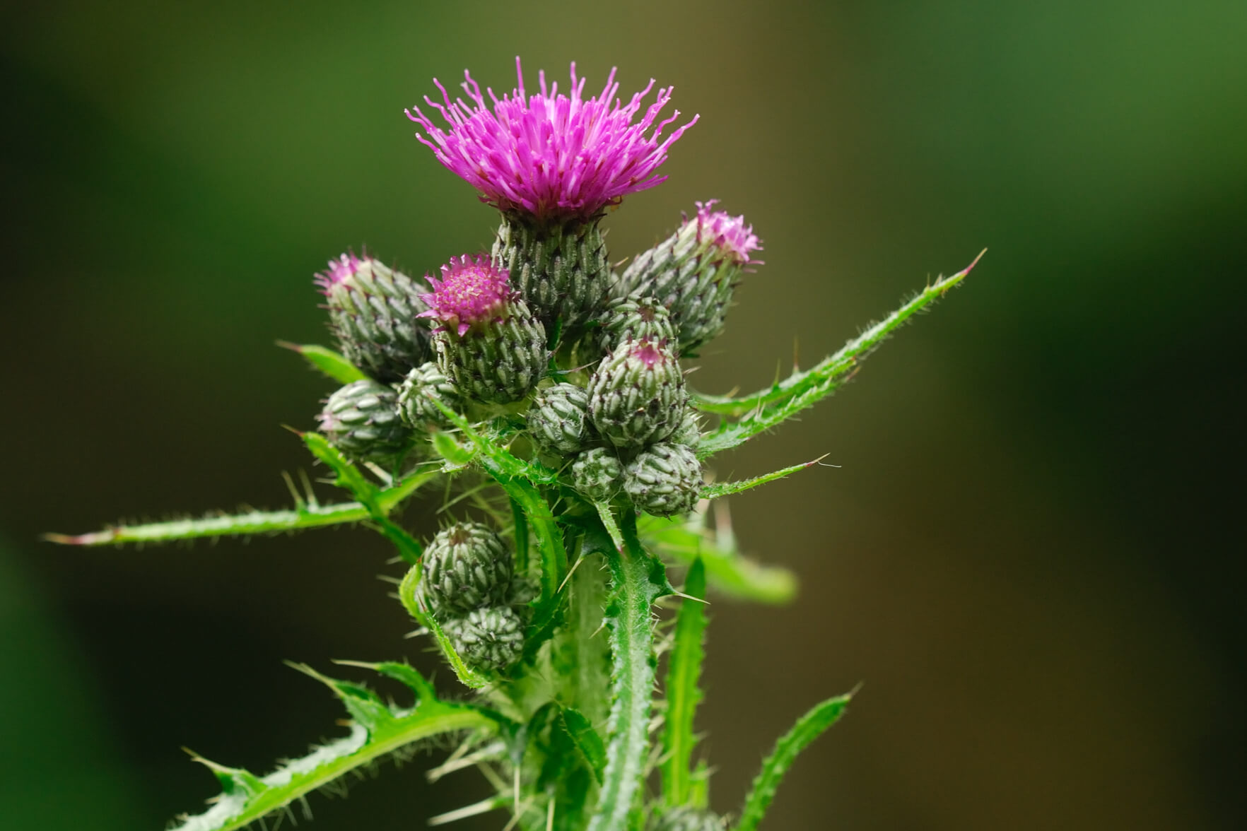 Cirsium palustre