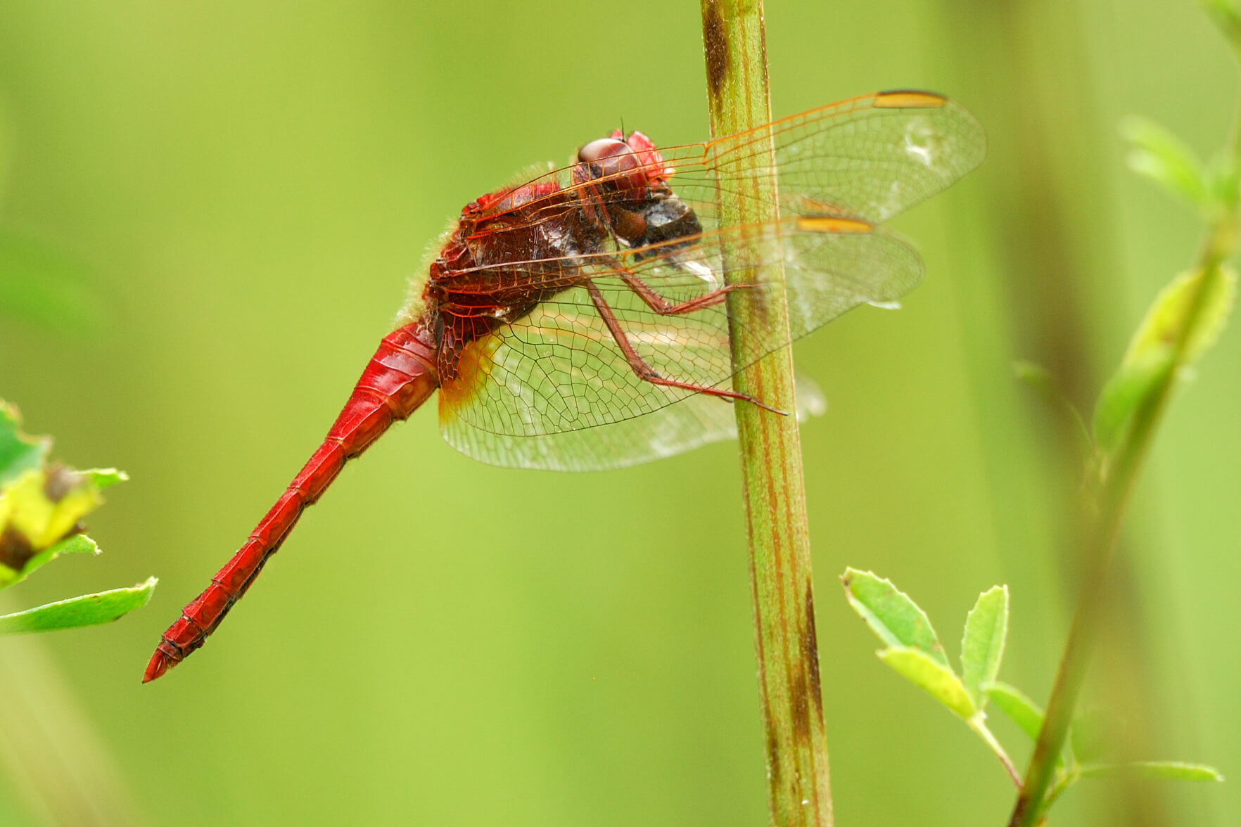 Crocothemis erythraea