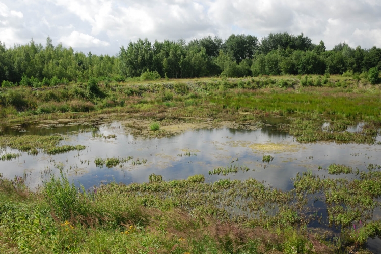 Barry quarry pioneer environments