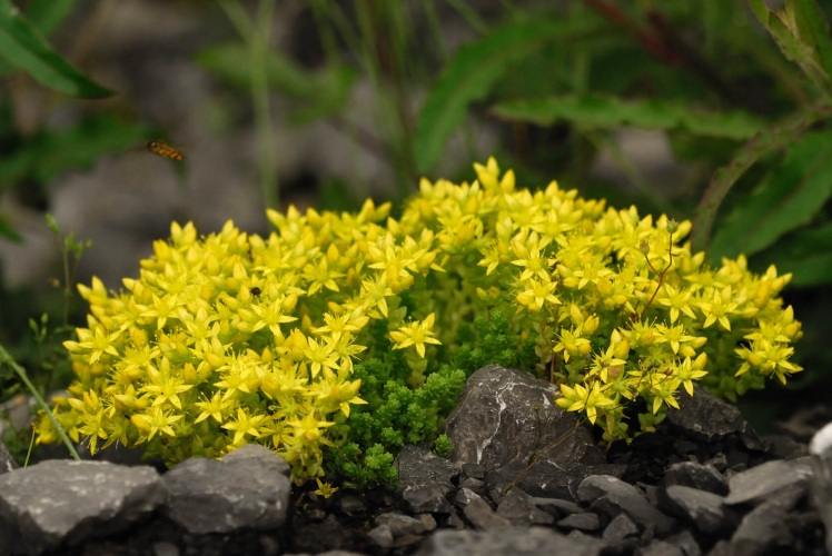 Sedum acre