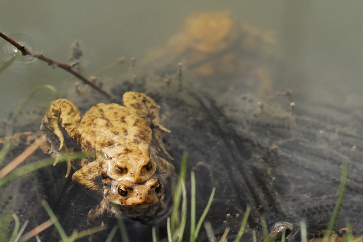 Epidalea calamita