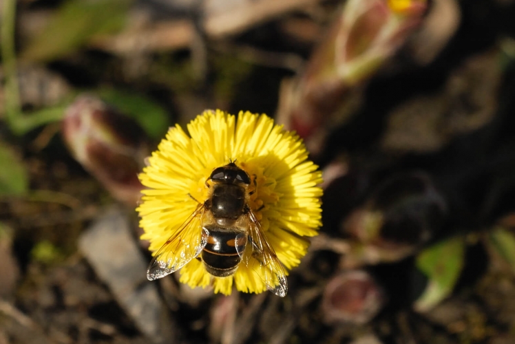 Syrphidae