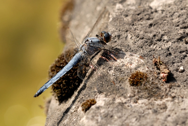 Orthetrum brunneum